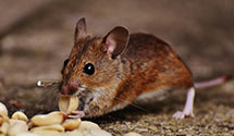 24 Hour & Emergency Exterminators in Randallstown, MD